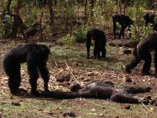 Убийство примата в составе организованной группы
