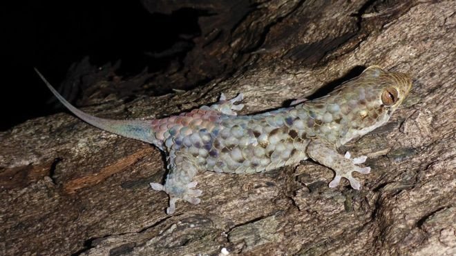 На Мадагаскаре нашли чешуйчатого геккона, который сбрасывает шкуру, а не хвост