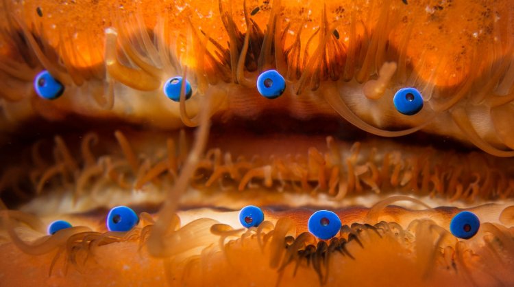 Глаза морского гребешка работают подобно телескопу