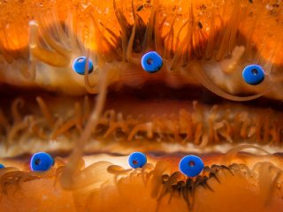 Глаза морского гребешка работают подобно телескопу
