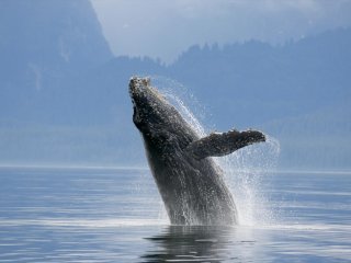 Ученые из Германии и Швеции впервые расшифровали полный геном синего кита