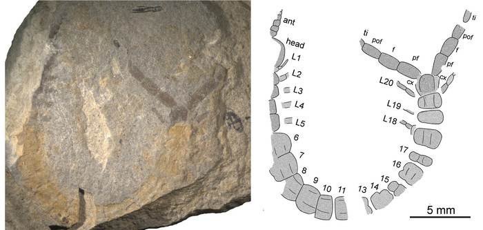 Изображение: Khramov A.V., Shear W.A., Mercurio R., Kopylov D. The first Permian centipedes from Russia // Acta Palaeontologica Polonica 63 (X).