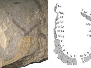 Изображение: Khramov A.V., Shear W.A., Mercurio R., Kopylov D. The first Permian centipedes from Russia // Acta Palaeontologica Polonica 63 (X).