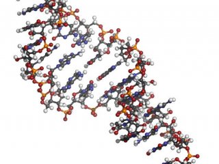 Ученые США: молекулы РНК играют ключевую роль в работе иммунной системы человека