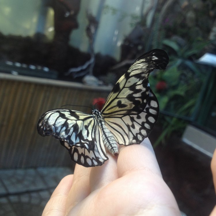 «Осторожно, бабочки!»