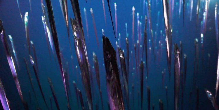 Ученые открыли новые виды глубоководных животных у побережья Коста-Рики