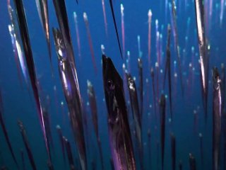 Ученые открыли новые виды глубоководных животных у побережья Коста-Рики