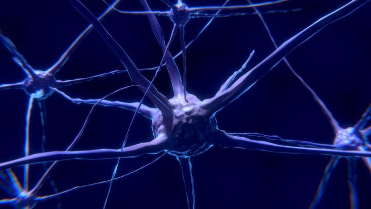 Синхронизированные или независимые нейроны: как мозг кодирует информацию