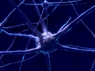 Синхронизированные или независимые нейроны: как мозг кодирует информацию
