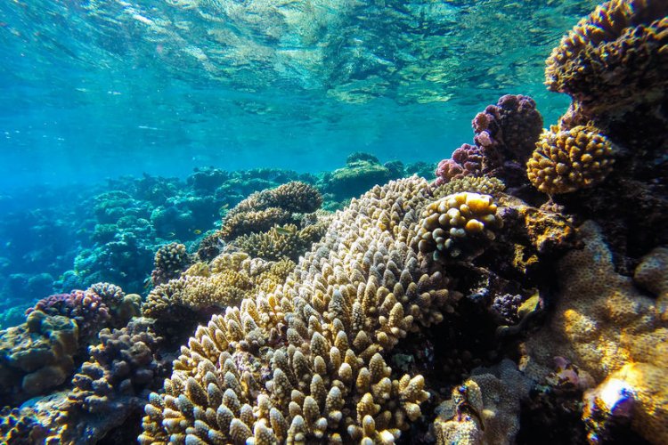 Инфекционные заболевания морских видов связаны с десятилетиями потепления океана