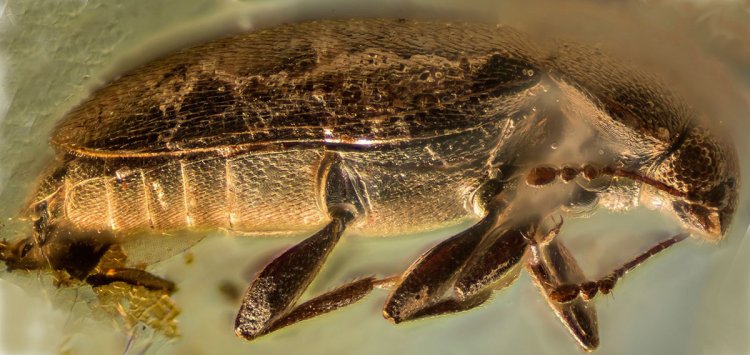 В ровенском янтаре обнаружили вымерший вид жука. Фото: Георгий Любарский/МГУ