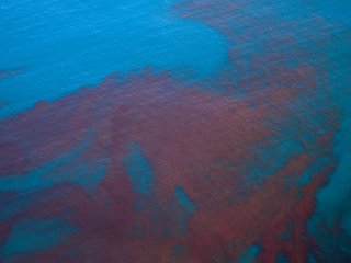 Новые шаги российских и иностранных ученых в изучении «красных приливов» на побережье Тихого океана