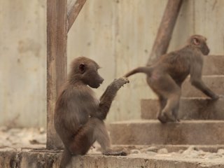 Счастливы ли обезьяны?…