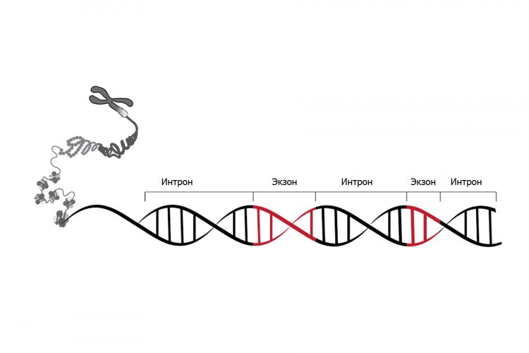 Участки ДНК — интроны и экзоны
