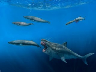 Древняя акула могла съесть добычу размером с косатку