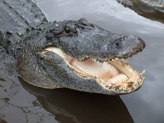 Крокодилы умеют работать в команде
