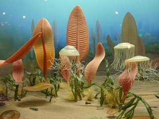 Жизнь в океане полмиллиарда лет назад