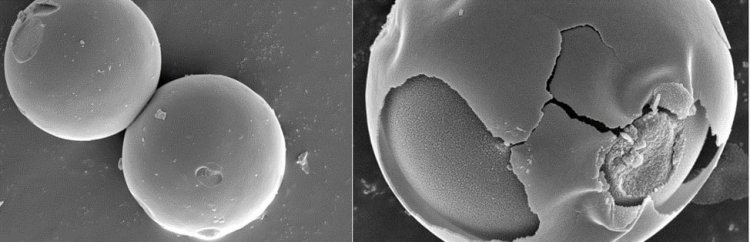 Сферический каркас наночастицы (слева) и структура «ядро-оболочка" (справа), созданная на втором этапе синтеза. Изображения получены с помощью сканирующей электронной микроскопии