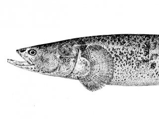 Даллия. Автор иллюстрации: H. L. Todd. Goode G. B. / The Fisheries and Fishery Industries of the United States. Section I. Natural History of Usefull Aquatic Animals. – Washington: Government Printing Office, 1884. Plate 185. Reprint