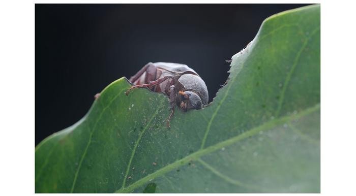 Holotrichia parallela, крупный черный жук, является серьезным сельскохозяйственным вредителем в Азии. У жуков необычная стратегия спаривания: самки появляются каждую вторую ночь и выделяют феромонный запах, привлекающий самцов