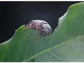 Holotrichia parallela, крупный черный жук, является серьезным сельскохозяйственным вредителем в Азии. У жуков необычная стратегия спаривания: самки появляются каждую вторую ночь и выделяют феромонный запах, привлекающий самцов
