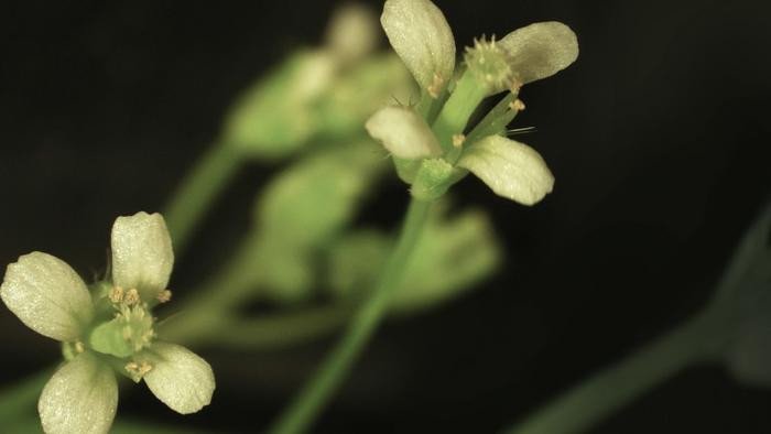 У таких растений, как Arabidopsis, которые можно увидеть здесь, есть два варианта обеспечения точного деления хромосом — молекула под названием DDM1 и процесс, известный как RNAi. Фото: Martienssen lab/Cold Spring Harbor Laboratory