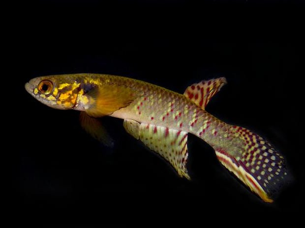 Moema claudiae. Фото: Heinz Arno Drawert and Thomas Otto Litz / Museo de Historia Natural Noel Kempff Mercado