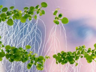 Растения способны образовывать боковые корни при недостатке питательных веществ. Фото: Andreas Heddergott / TUM