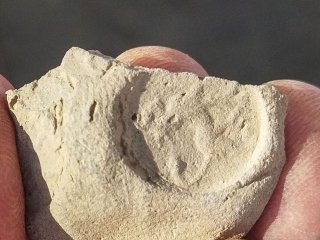 Булла с мифологическим персонажем мушхушу. Фото: пресс-служба УрФУ / Анна Крашенинникова