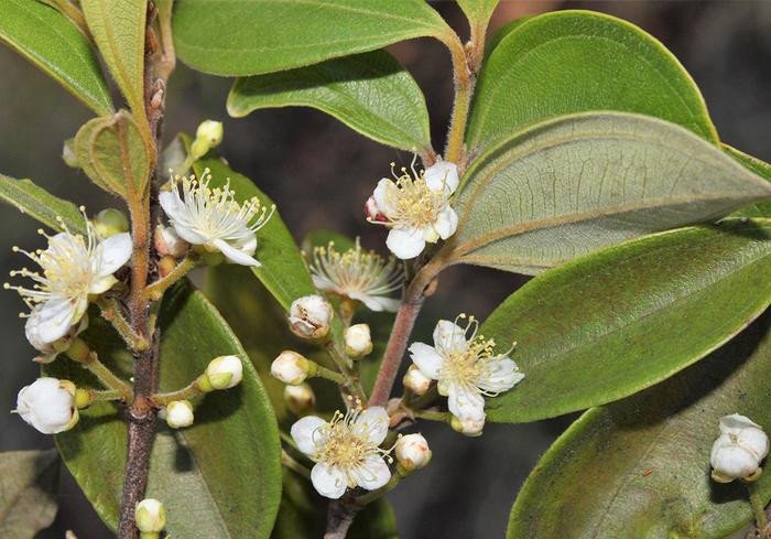 Цветы недавно названного дерева Rhodamnia zombi до того, как ржавчина мирта остановила рост новых побегов. Фото: The University of Queensland / Rod Fensham
