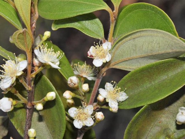 Цветы недавно названного дерева Rhodamnia zombi до того, как ржавчина мирта остановила рост новых побегов. Фото: The University of Queensland / Rod Fensham