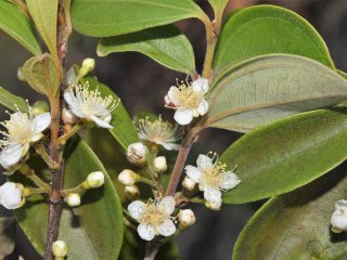 Цветы недавно названного дерева Rhodamnia zombi до того, как ржавчина мирта остановила рост новых побегов. Фото: The University of Queensland / Rod Fensham