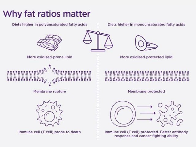 Диеты с меньшим соотношением полиненасыщенных к мононенасыщенным жирным кислотам делают Т-клетки более жизнестойкими и устойчивыми к гибели. Фото: The University of Queensland / Di Yu