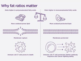 Диеты с меньшим соотношением полиненасыщенных к мононенасыщенным жирным кислотам делают Т-клетки более жизнестойкими и устойчивыми к гибели. Фото: The University of Queensland / Di Yu