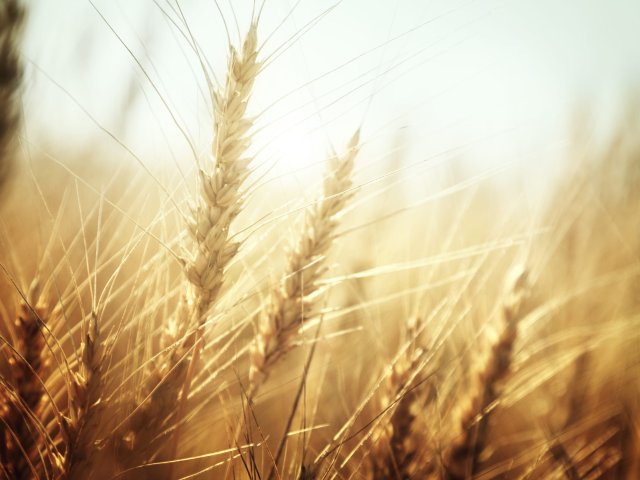 Источник фото: ru.123rf.com