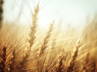 Источник фото: ru.123rf.com