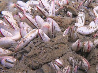 Колония A. phaseoliformis на глубине 5711.1 м. Источник фото ННЦМБ ДВО РАН