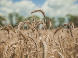 Выявлены свойства пшеницы для повышения урожайности на засоленных почвах. Фото: wirestock / Magnific.com