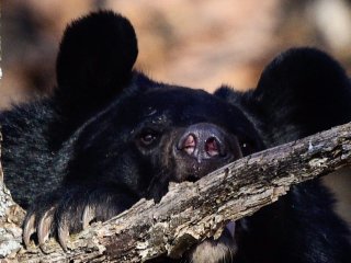 Фото © Юрий Смитюк/ ТАСС