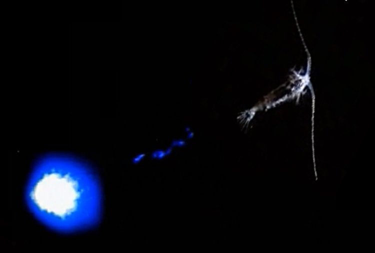 На снимке и на видео - демонстрируется  проявление биолюминесценции морских копепод Metridia sp.