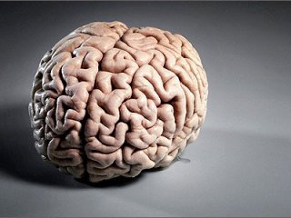 Как кора головного мозга складывается в извилины