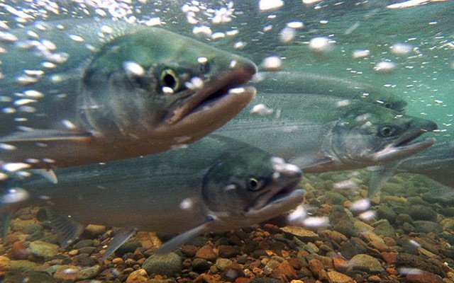На Аляске люди ели лосося еще 12 тысяч лет назад