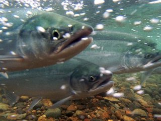 На Аляске люди ели лосося еще 12 тысяч лет назад