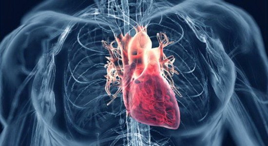 Ученые обнаружили новый антистрессовый механизм в сердечных клетках