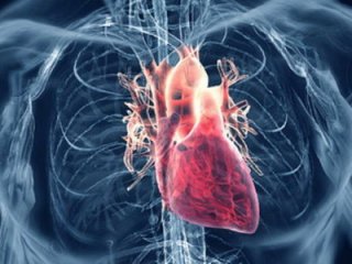 Ученые обнаружили новый антистрессовый механизм в сердечных клетках