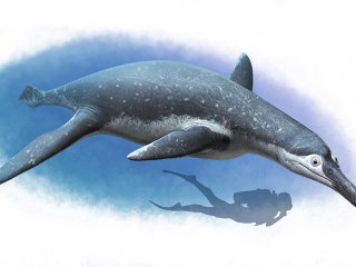 Палеонтологи заполнили «раннемеловой пробел», описав новый вид плиозавра