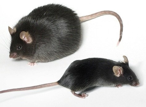 Лишенные обоняния мыши меньше склонны к ожирению