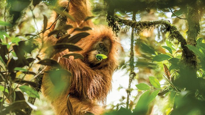 На Суматре открыли новый вид орангутана