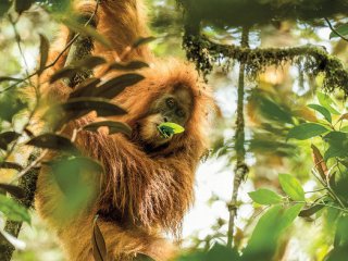 На Суматре открыли новый вид орангутана