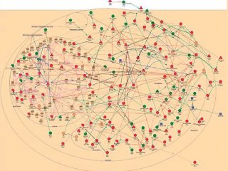 В ИЦИГ РАН создали систему анализа эволюции генных сетей